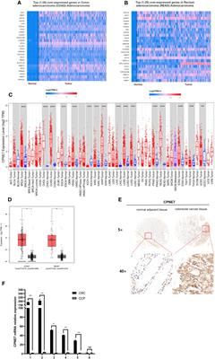 Copine 7 promotes colorectal cancer proliferation through PKM2 interaction and MAPK signaling pathway